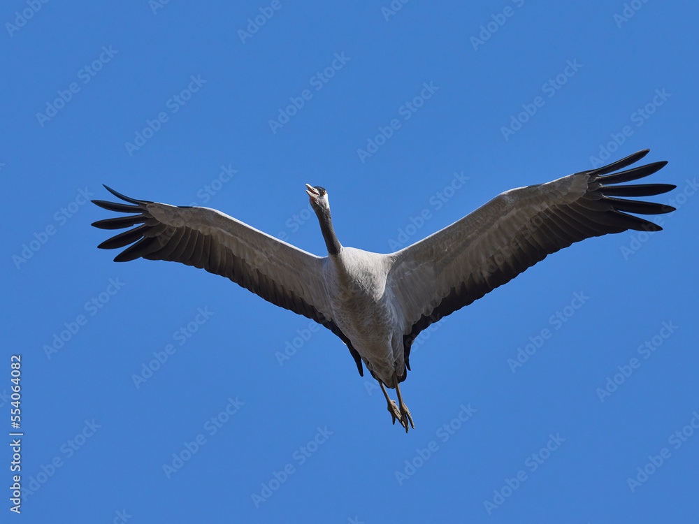 Obraz premium Common crane (Grus grus)