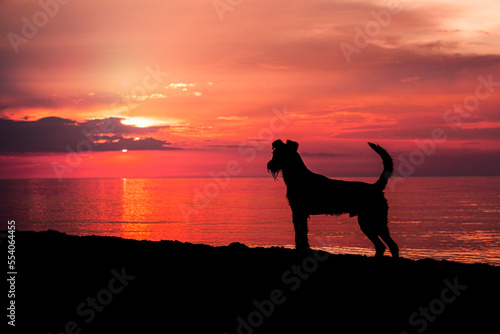 Irish Terrier am Strand im Sonnenuntergang
