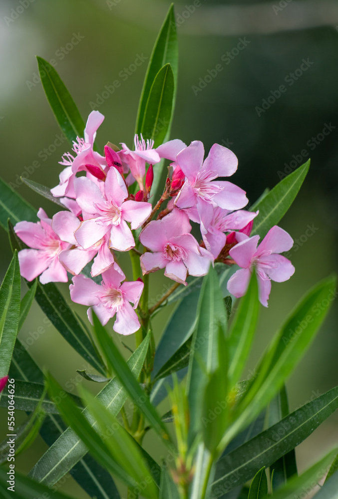 Plants flowers and trees, natural nature background. Plants flowers and trees, natural nature background.