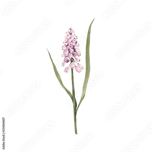 Watercolor muscari flower clipart. Spring png illustration. Tender floral bloom.