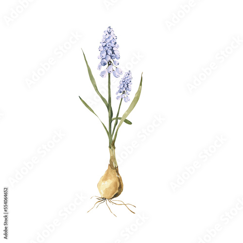 Fotografia Watercolor muscari flower clipart
