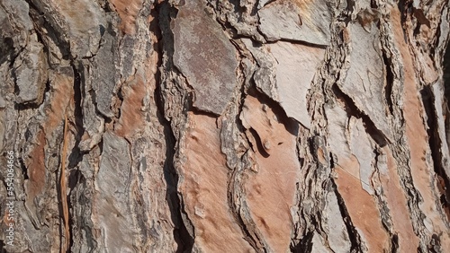 pine tree bark texture as background