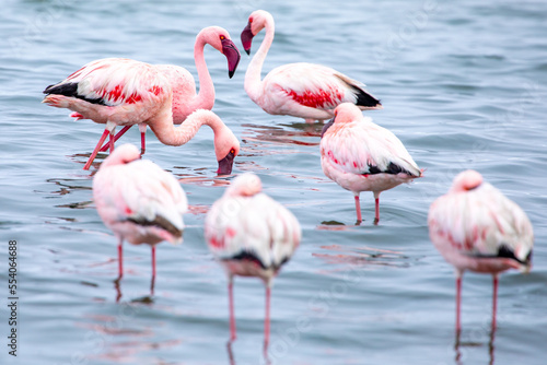 Namibia Flamingos. Group of Pink Flamingos Birds near Walvis Bay  the Atlantic Coast of Namibia. Skeleton Coast. Africa. 