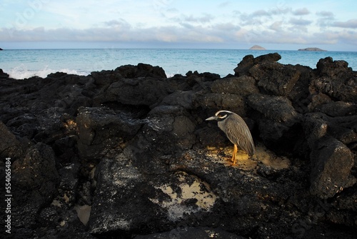 Lava Heron, Floreana Island, Galapagos Islands photo