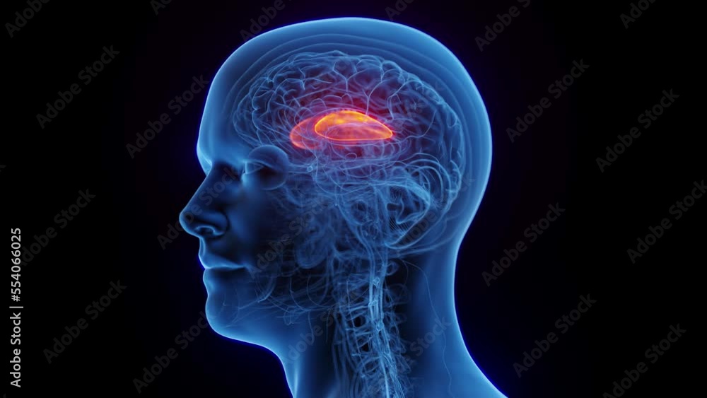 3D medical animation of a man's putamen 3D medical animation of a man's putamen
