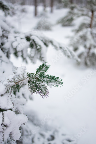 winter mood ,beautiful cold day, little snowflakes. Green pine branch tree covered with snow and ice.