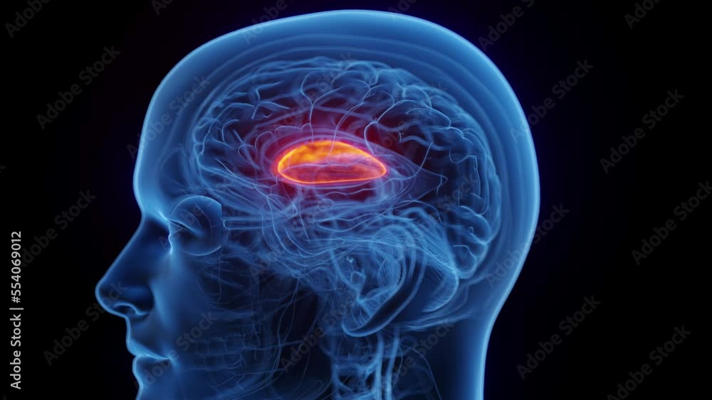 3D medical animation of a man's putamen 3D medical animation of a man's putamen