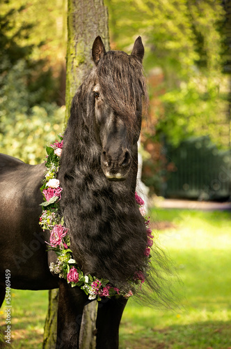 Fotografie Friese Portrait - Pferd mit Langer Mähne mit Blumenkranz um den Hals