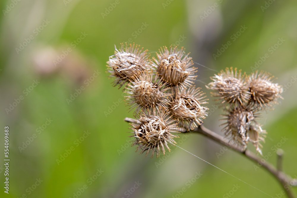 Plants flowers and trees, natural nature background. Plants flowers and trees, natural nature background.