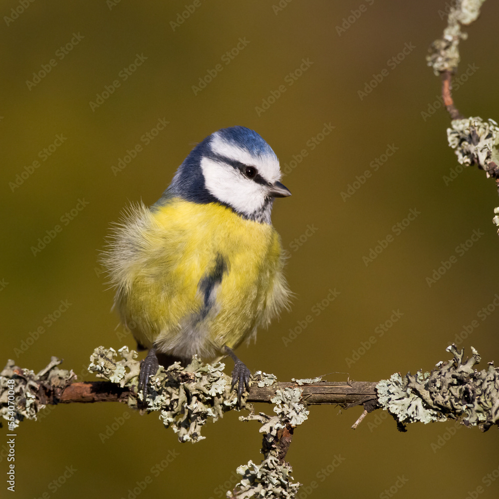 Fototapeta premium Bird - Blue Tit Cyanistes caeruleus perched on tree 