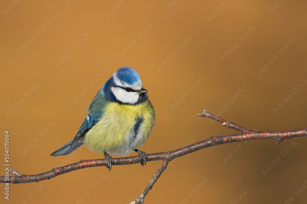 Fototapeta premium Bird - Blue Tit Cyanistes caeruleus perched on tree 
