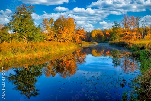 autumn in the forest