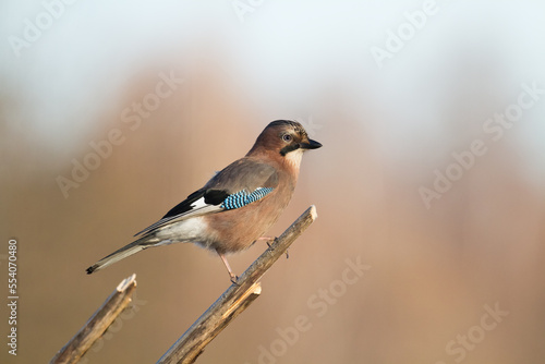 Bird Eurasian Jay Garrulus glandarius sitting on the branch Poland, Europe 