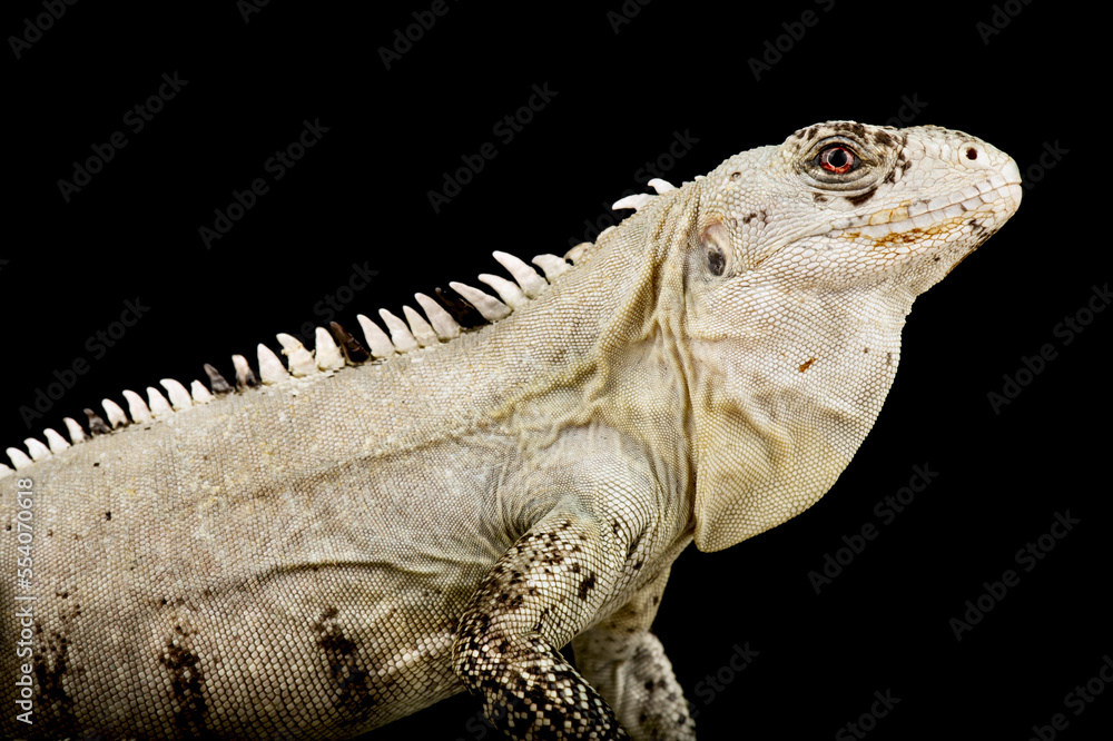 Fototapeta premium Utila Spiny-tailed Iguana (Ctenosaura bakeri)