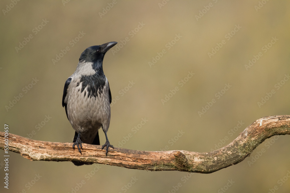 Bird - Hooded crow Corvus cornix in amazing blurred background Poland Europe
Bird - Hooded crow Corvus cornix in amazing blurred background Poland Europe