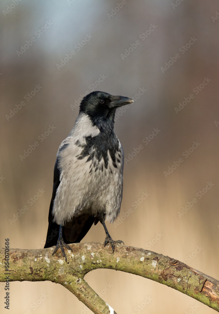 Bird - Hooded crow Corvus cornix in amazing blurred background Poland Europe
Bird - Hooded crow Corvus cornix in amazing blurred background Poland Europe