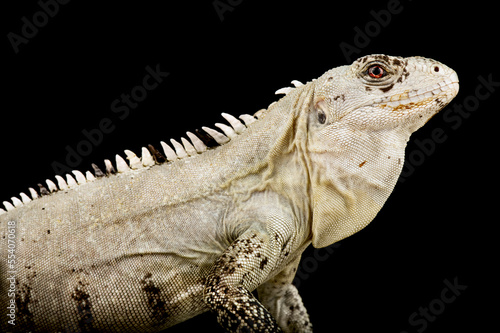 Utila Spiny-tailed Iguana  Ctenosaura bakeri 