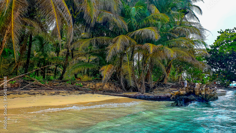 plaża z palmami - obrazy, fototapety, plakaty 