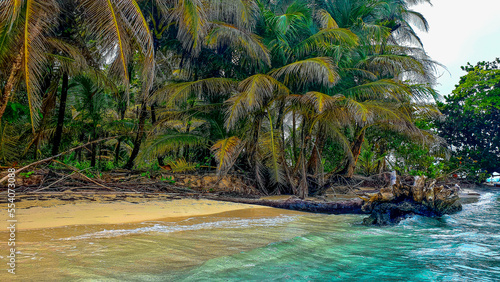 plaża z palmami photo