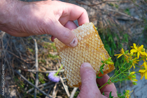 The honeycomb is full of honey in man's hands. Honey plants.
