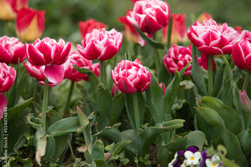 Plants flowers and trees, natural nature background. Plants flowers and trees, natural nature background.