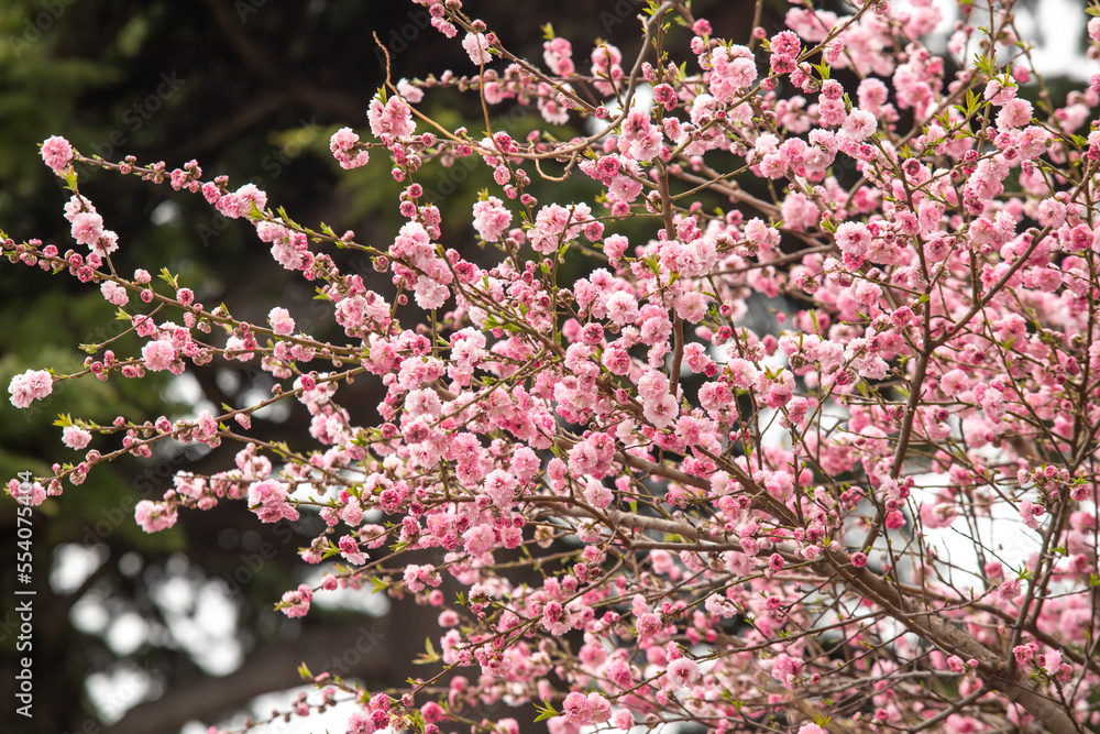 Plants flowers and trees, natural nature background. Plants flowers and trees, natural nature background.