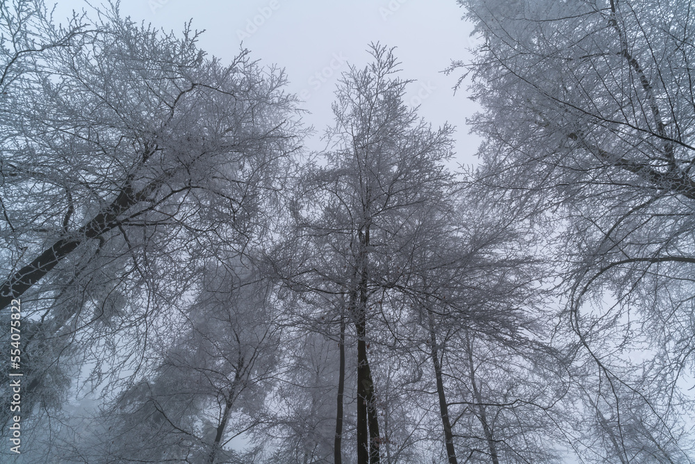 Winter panorama with frozen trees in a misty forest Winter panorama with frozen trees in a misty forest