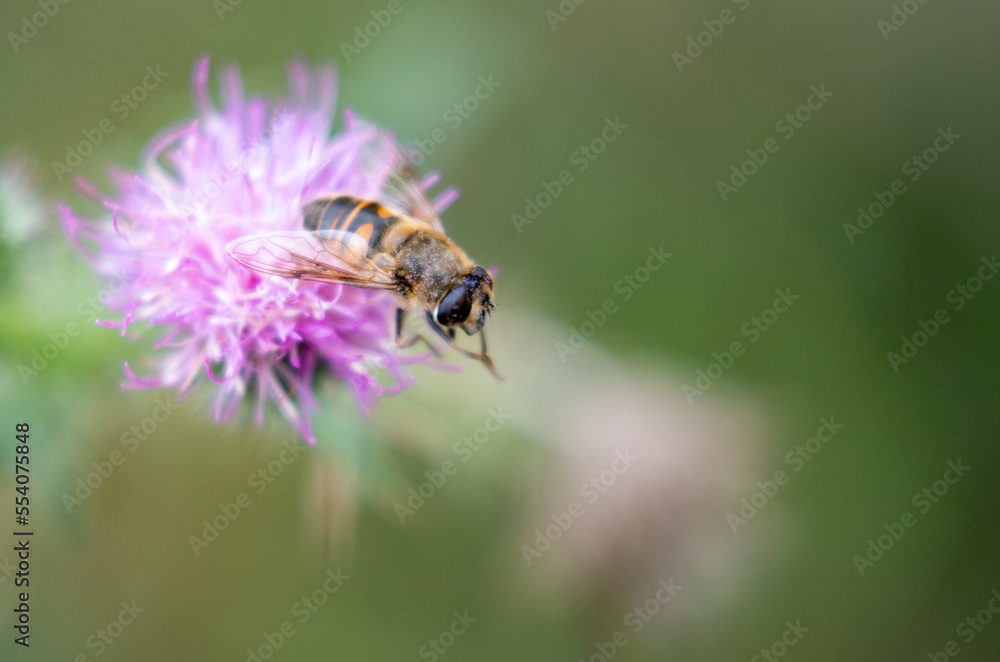 Plants flowers and trees, natural nature background. Plants flowers and trees, natural nature background.