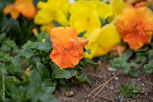 Plants flowers and trees, natural nature background.