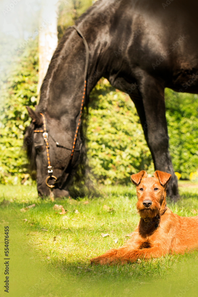 Fototapeta premium Hund - Irish Terrier liegt vor grasendem Friesen Pferd 