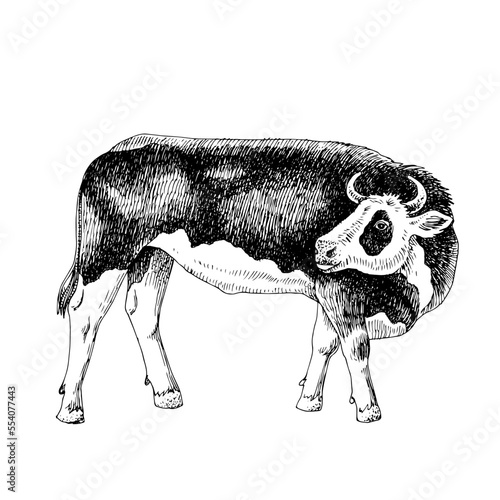 Hand drawn bull isolated on white background