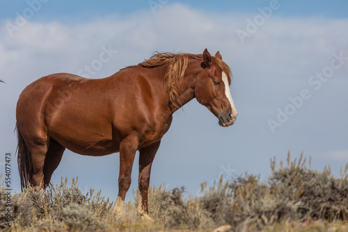 Beautiful Wild Horse in the Wyoming Desert in Autumn © natureguy