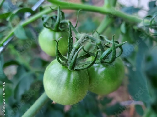 Three Green Tomatoes on the Vine