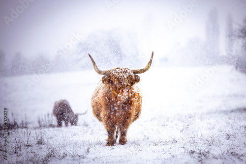 Brown majestic Highland Cattle with horns on a snowfield in Germany in a cold winter in a snow storm