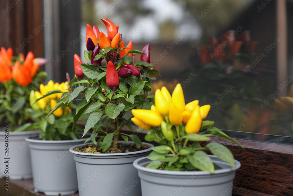 Fototapeta premium Capsicum Annuum plants. Many potted rainbow multicolor and yellow chili peppers near window outdoors, space for text