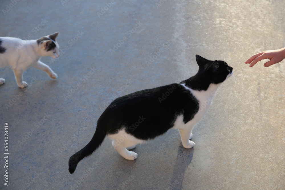 Woman reaching to cute cat outdoors, closeup. Stray animal Woman reaching to cute cat outdoors, closeup. Stray animal