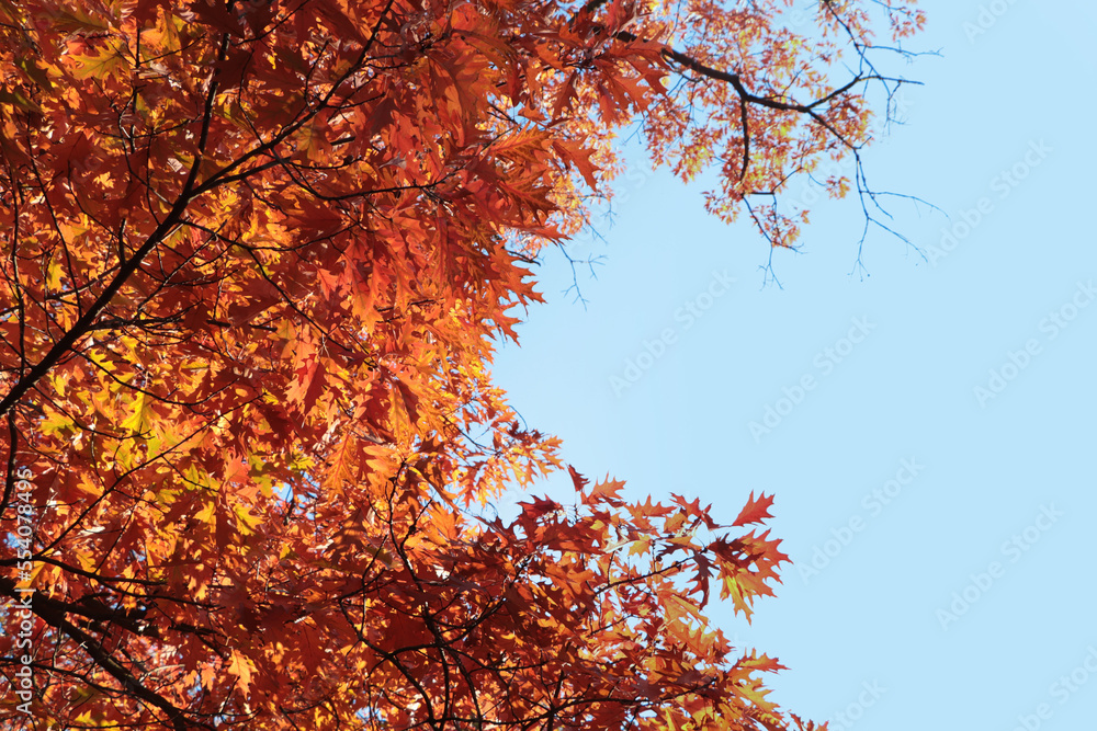 Beautiful trees with autumn leaves against sky on sunny day, low angle view Beautiful trees with autumn leaves against sky on sunny day, low angle view