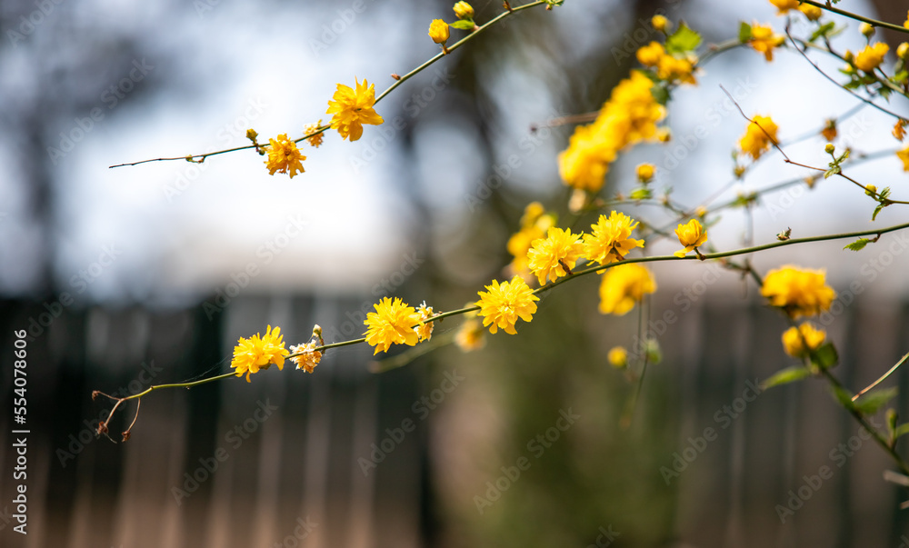 Plants flowers and trees, natural nature background. Plants flowers and trees, natural nature background.