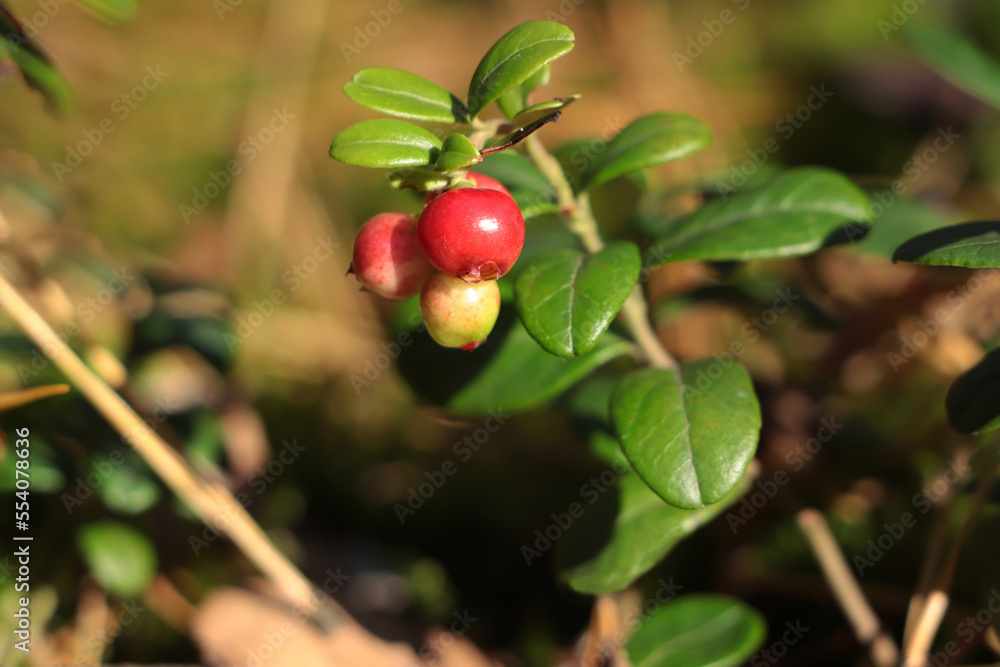 Sprig of delicious ripe red lingonberries outdoors, closeup Sprig of delicious ripe red lingonberries outdoors, closeup