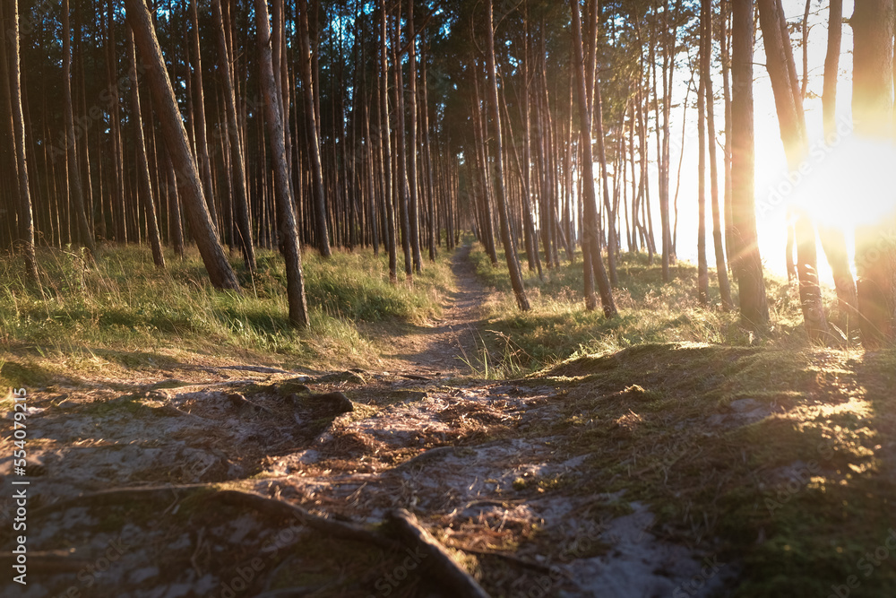 Obraz premium Golden hour in a forest