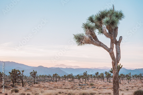 joshua tree