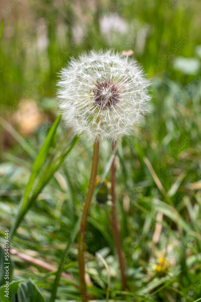 Plants flowers and trees, natural nature background. Plants flowers and trees, natural nature background.