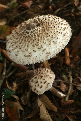 Macrolepiota procera - parasol mushroom - Basidiomycete fungus photo