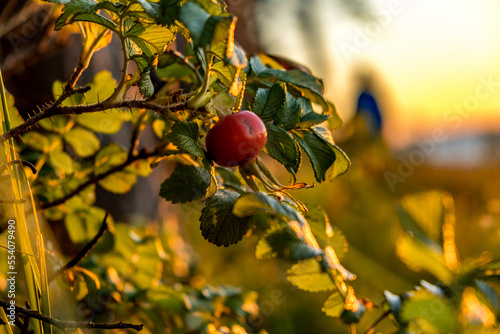 Ripe rose hips in the warm light of the sun at sunset.