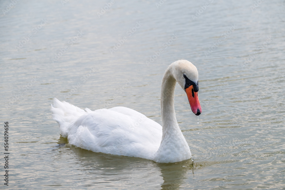 Fototapeta premium Graceful white Swan swimming in the lake, swans in the wild. Portrait of a white swan swimming on a lake.