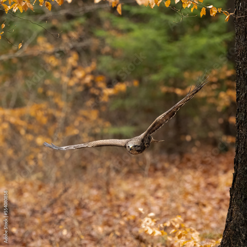 Bird of prey flying in The Bohemian Moravian Highlands.