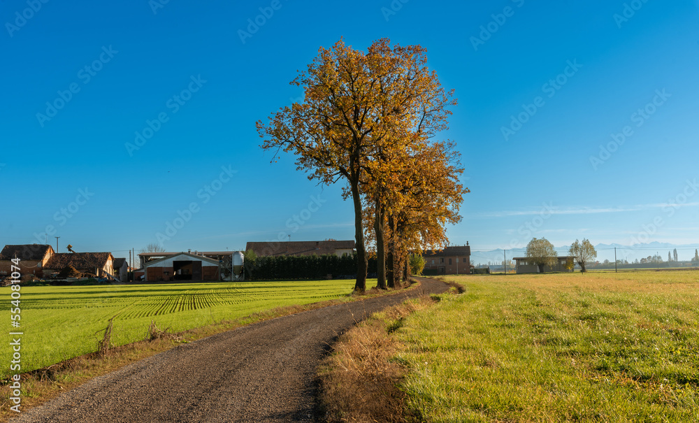 Fototapeta premium Landscape with country road between fields of grass and young wheat with oak trees in autumn, in the background farmhouses and stables over blue sky, in Sommariva Bosco po valley, Piedmont, Italy