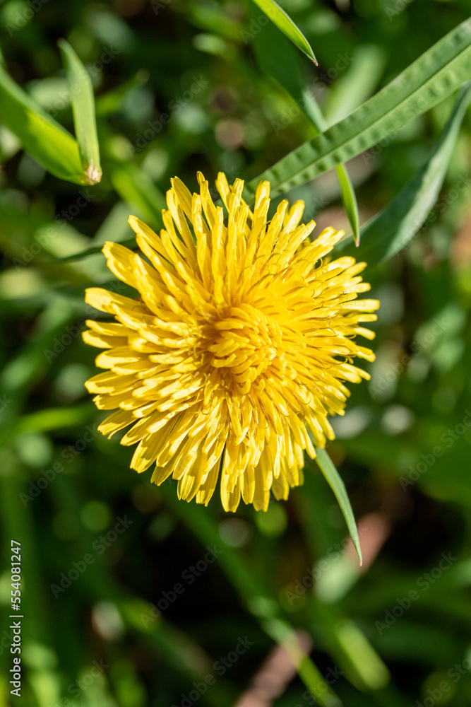 Plants flowers and trees, natural nature background. Plants flowers and trees, natural nature background.