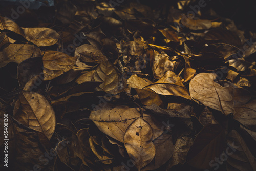 Bunch of fallen dry leaves  photo