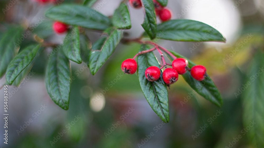 Decorative red berry in the garden. Tree branch close up. Green leaves. Photo for background, banner, postcard. Place for text